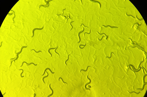 AHC worms yellow.jpg?h=